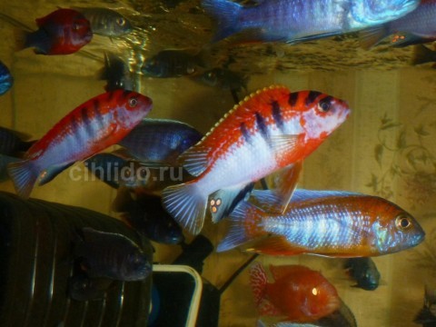 Labidochromis sp. Kimpuma red