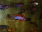 Labidochromis Hongi sp. Kimpuma red