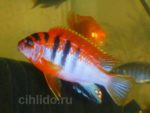 Labidochromis Kimpuma red male